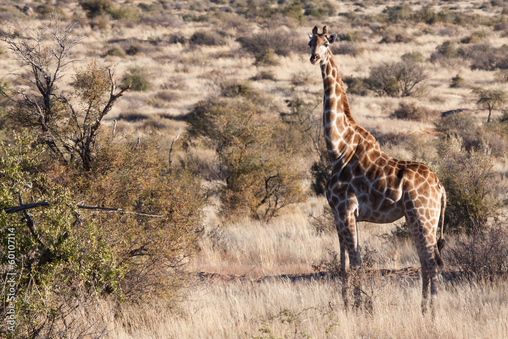 Obraz premium giraffe