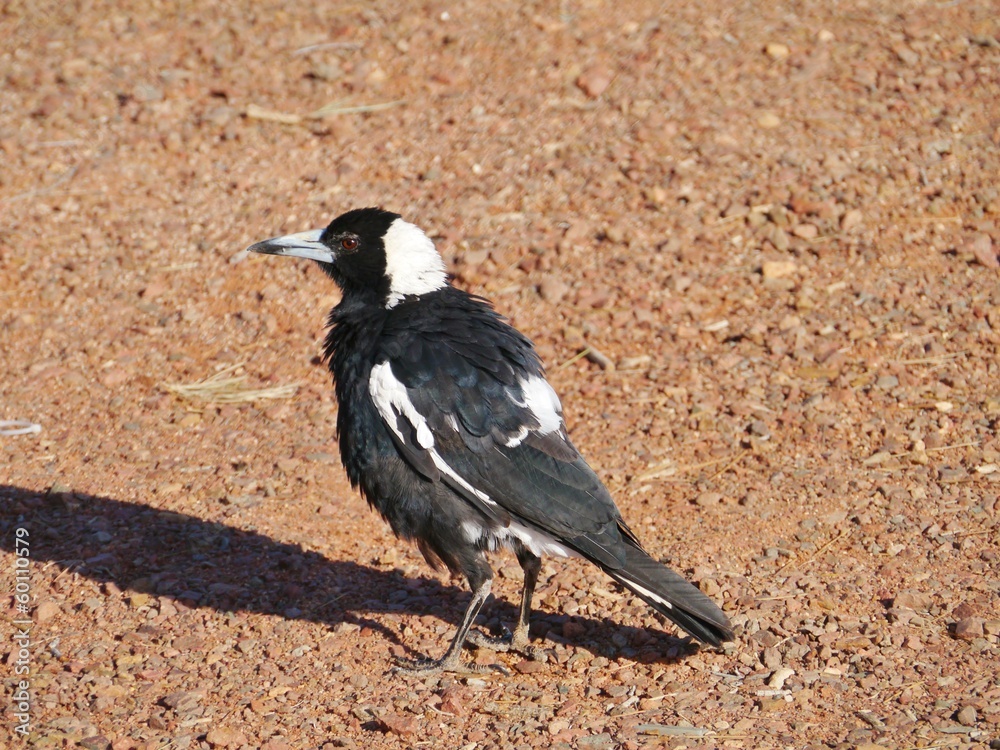 Australian Magpie-lark or Mudlark or Peewee Australian Magpie-lark or Mudlark or Peewee