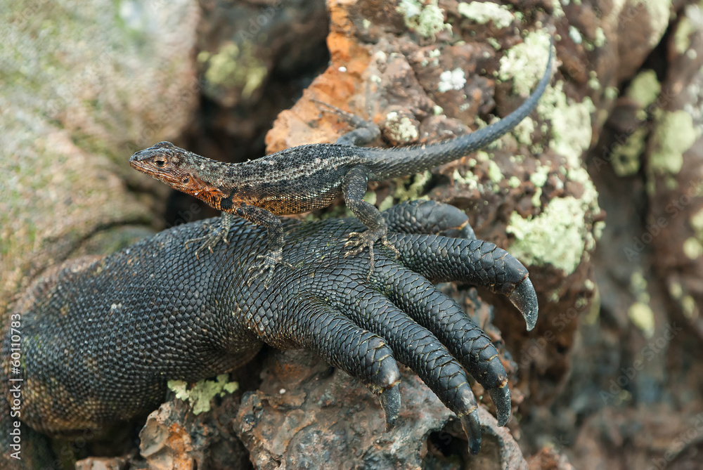 Galapagos lava lizard resting on leg of marine iguana Galapagos lava lizard resting on leg of marine iguana