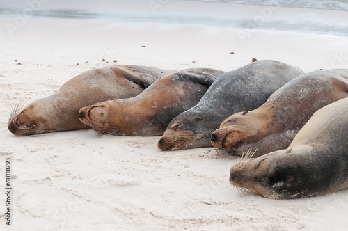 Group of Galapagos sea lions sleeping on a beach