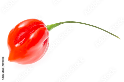 fresh colorful hot chili pepper on white