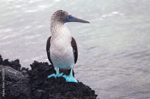 Blue-footed Booby, Galapagos