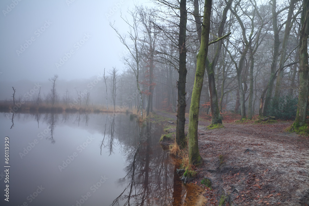 lake in forest and dense fog lake in forest and dense fog