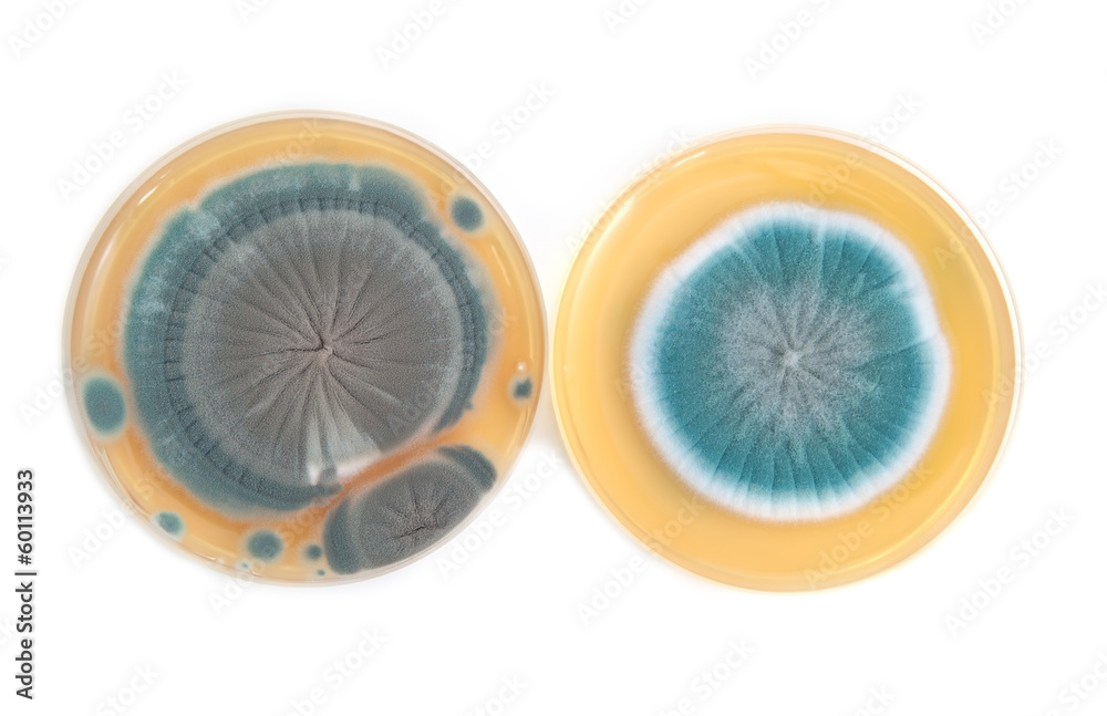 Penicillium fungi on agar plate