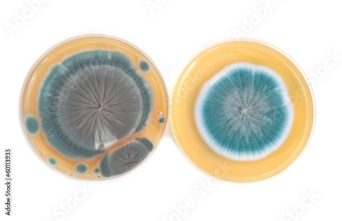 Obraz na płótnie Penicillium fungi on agar plate w salonie