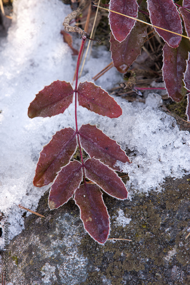 Hoar frost on red leaves.