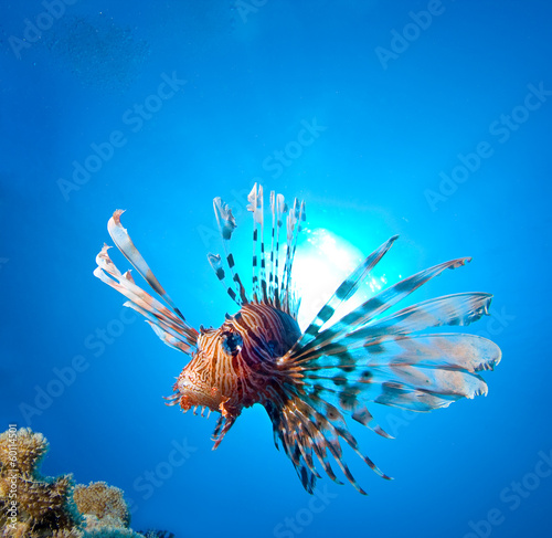 Lionfish and sun at the background