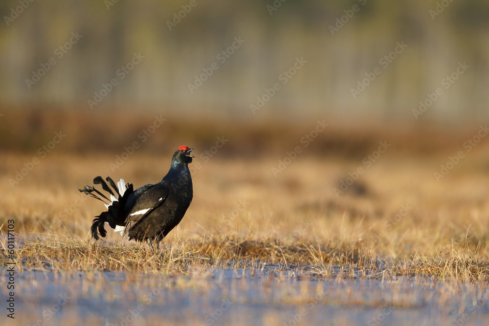 Black grouse, Tetrao tetrix Black grouse, Tetrao tetrix