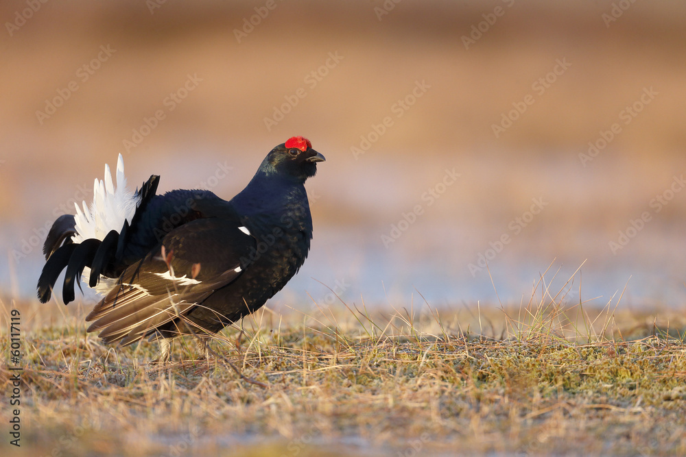 Black grouse, Tetrao tetrix Black grouse, Tetrao tetrix