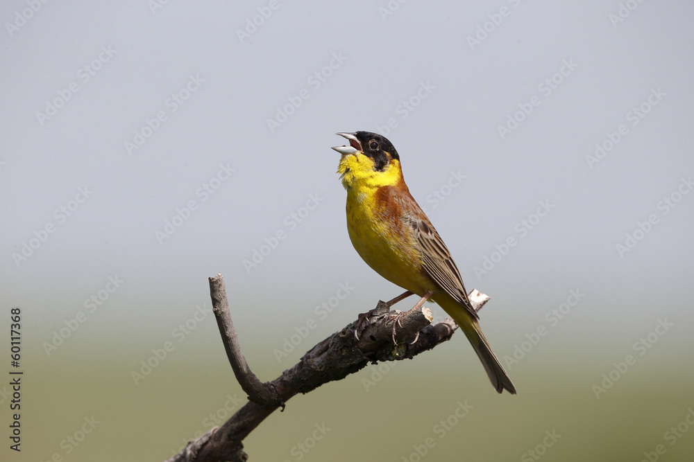 Black-headed bunting, Emberiza melanocephala Black-headed bunting, Emberiza melanocephala