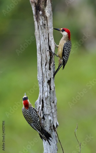 Couple of West Indian Woodpecker (Melanerpes superciliaris) #60117986