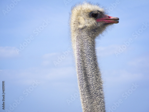 head and neck of male ostrich photo