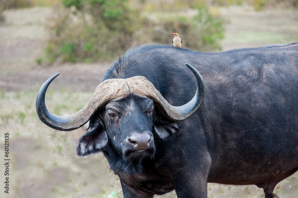 buffalo buffalo