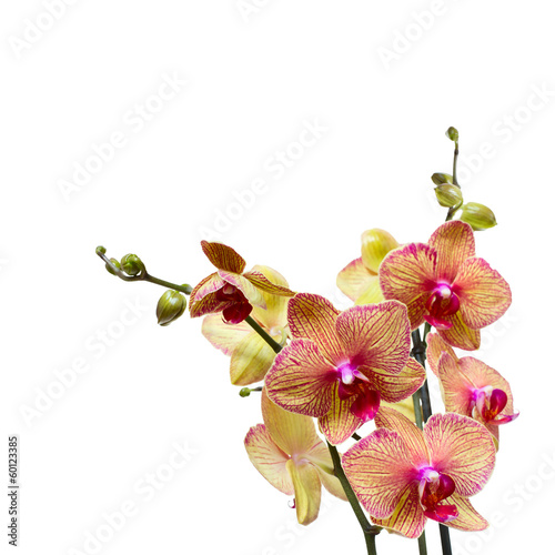 Beautiful pink orchid branch