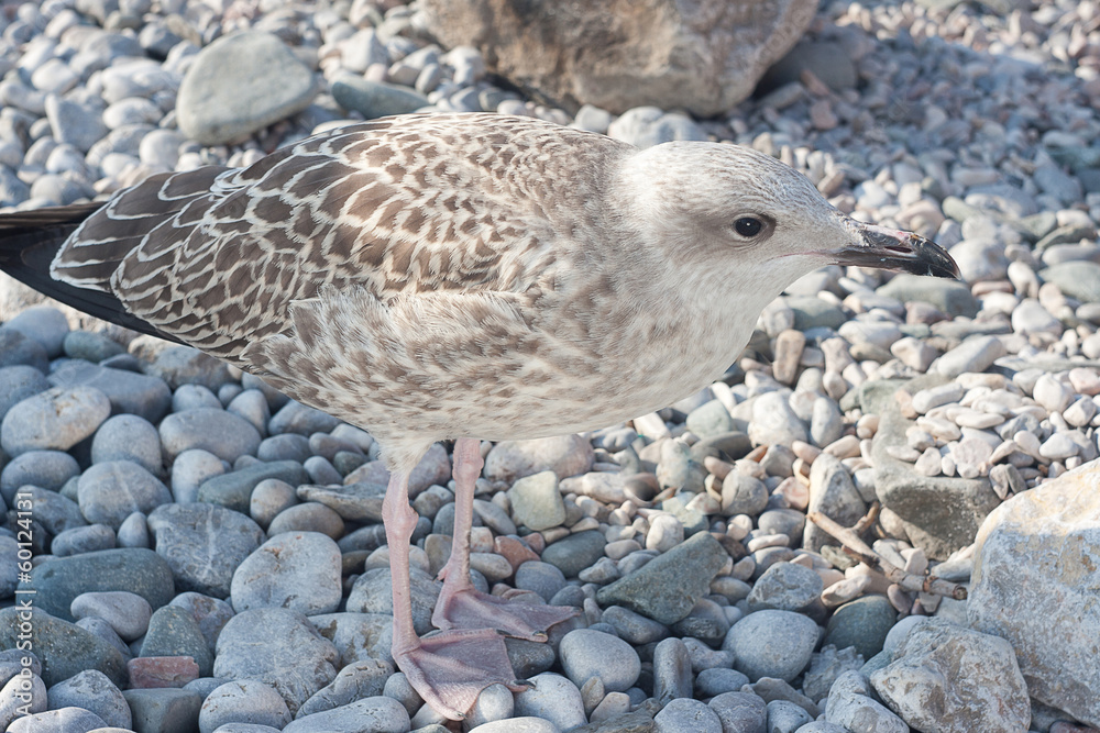 Sea Gull Sea Gull