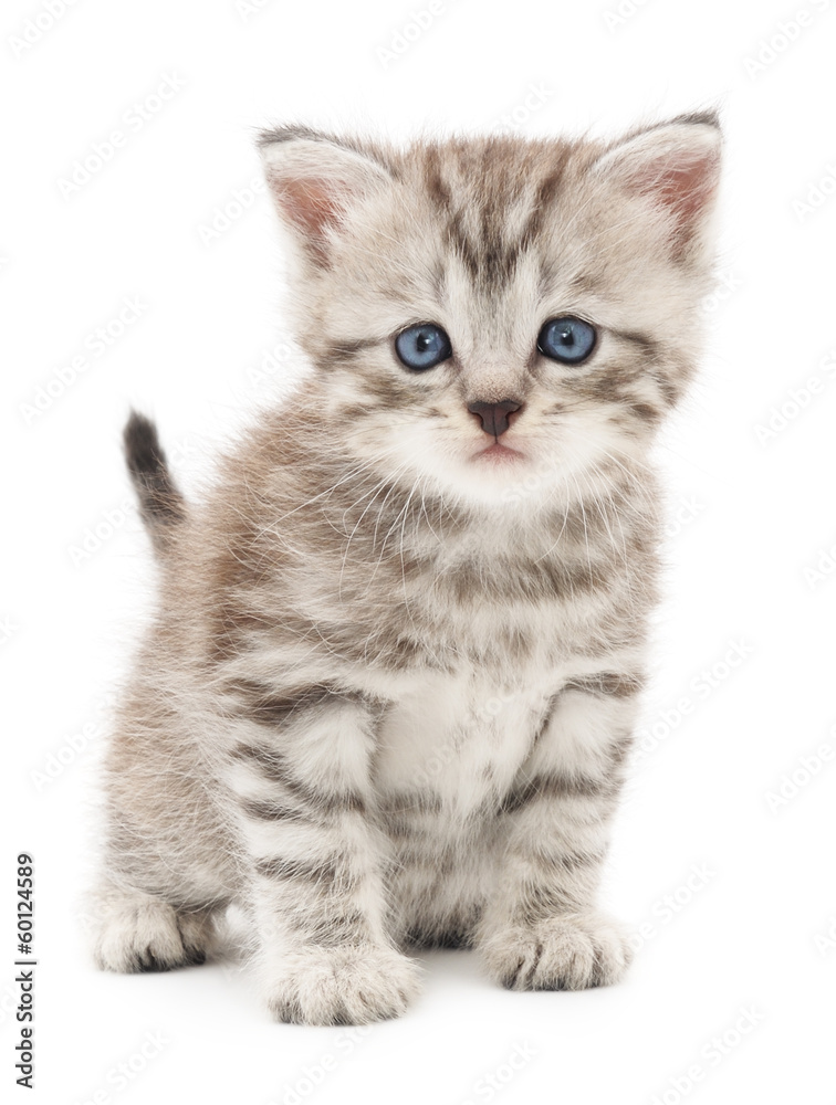 Kitten on a white background