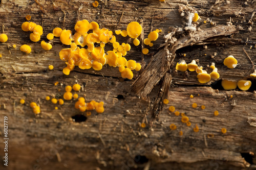 Bisporella citrina