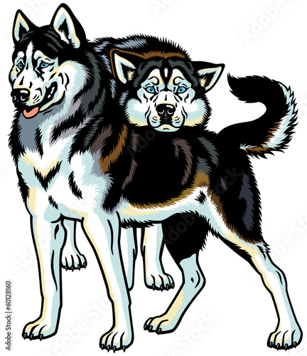 siberian husky dogs