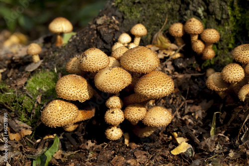 Armillaria mellea