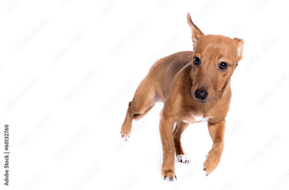 hund pinscher