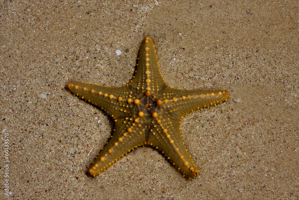 starfish coastline in the lagoon of zanzibar starfish coastline in the lagoon of zanzibar