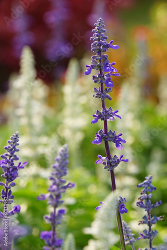 Lavender Flower