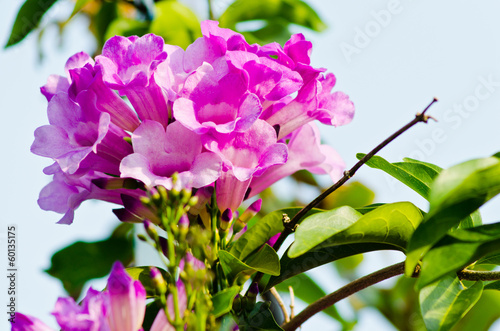 Closeup image of Garlic Vine flower