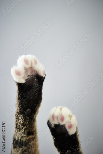 Fototapeta Naklejka Na Ścianę i Meble -  Cat feet