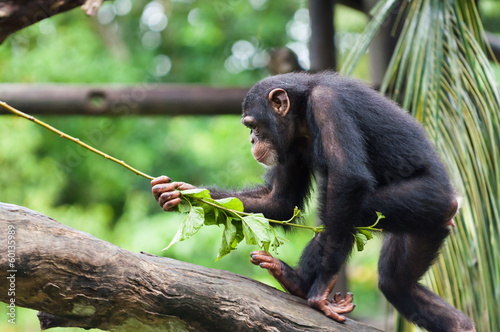 Stampa su tela Common Chimpanzee