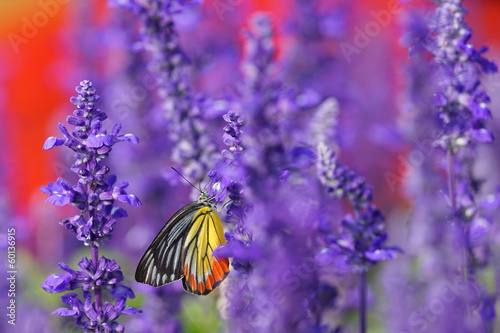 Monarch Butterfly on the Lavender in Garden #60136915