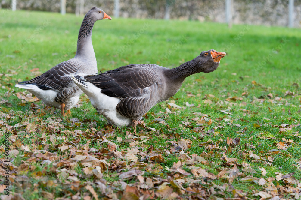 Fototapeta premium Oie et Jard