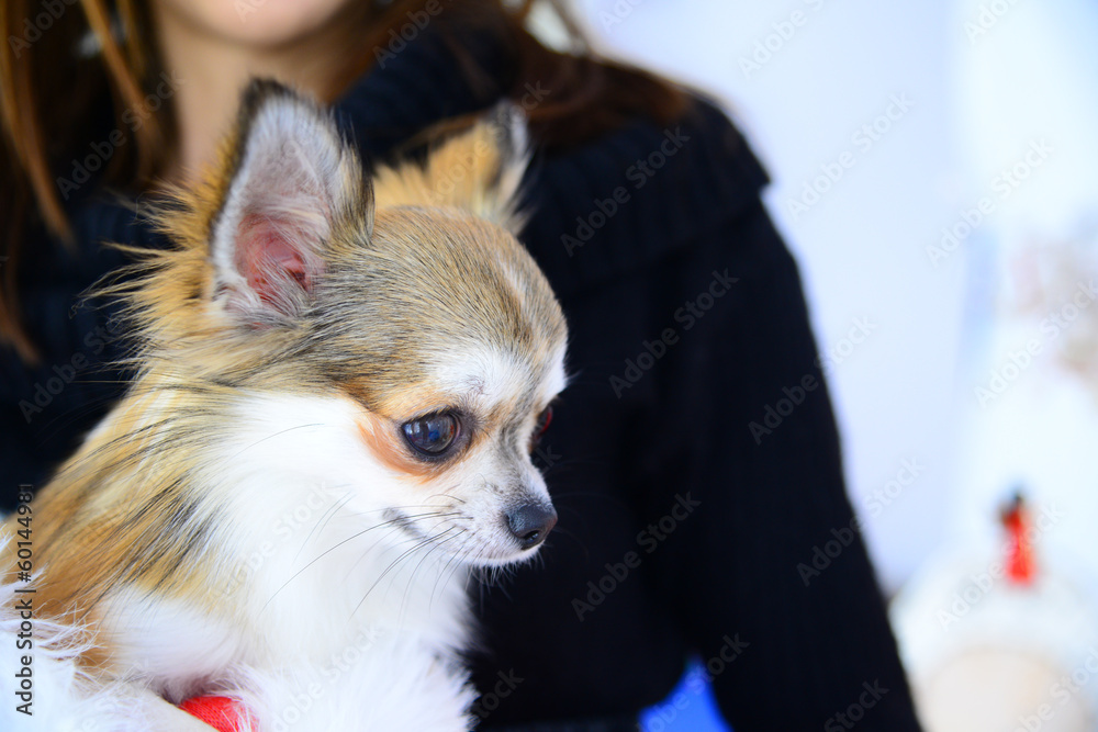 Lovely furry chihuahua with big exressive eyes