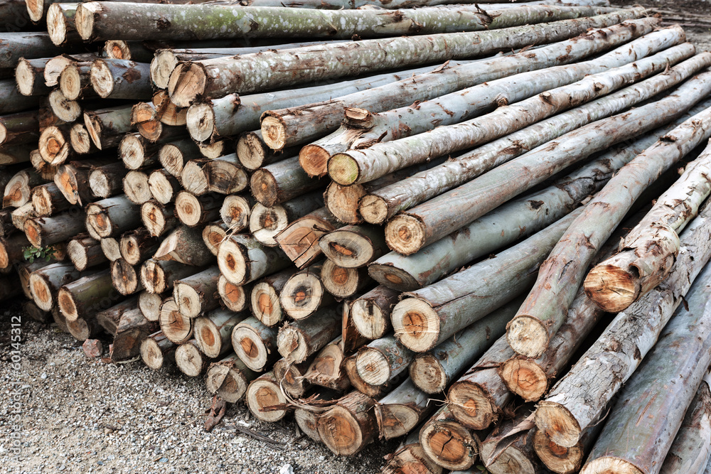 backround of piled tree trunks backround of piled tree trunks
