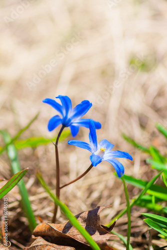 Scilla blue spring flowers