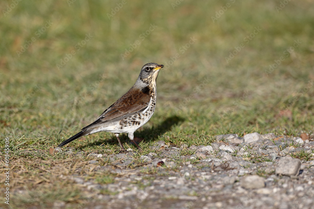 Fieldfare, Turdus pilaris Fieldfare, Turdus pilaris