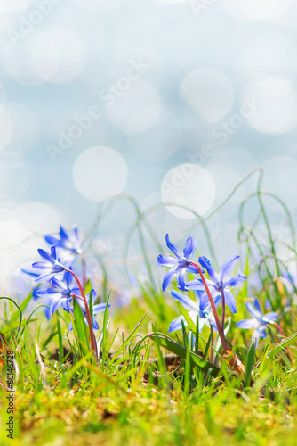 Blue spring flowers near water