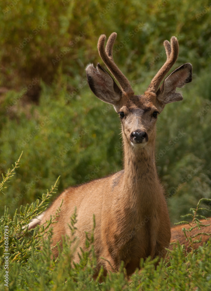 Mule Deer Mule Deer