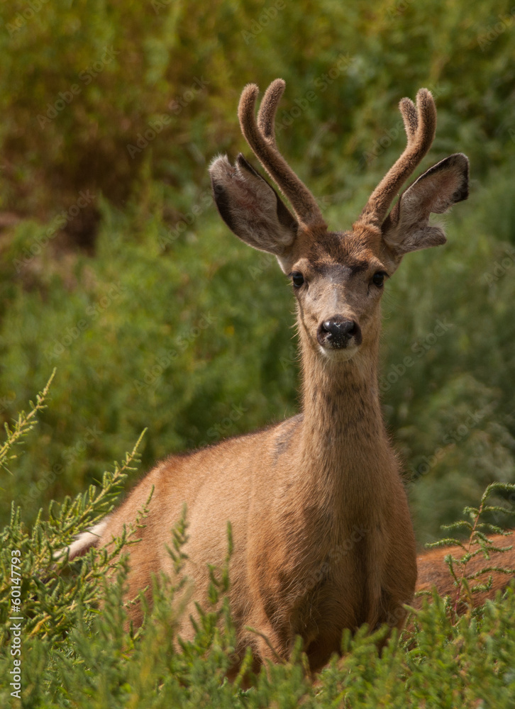 Mule Deer