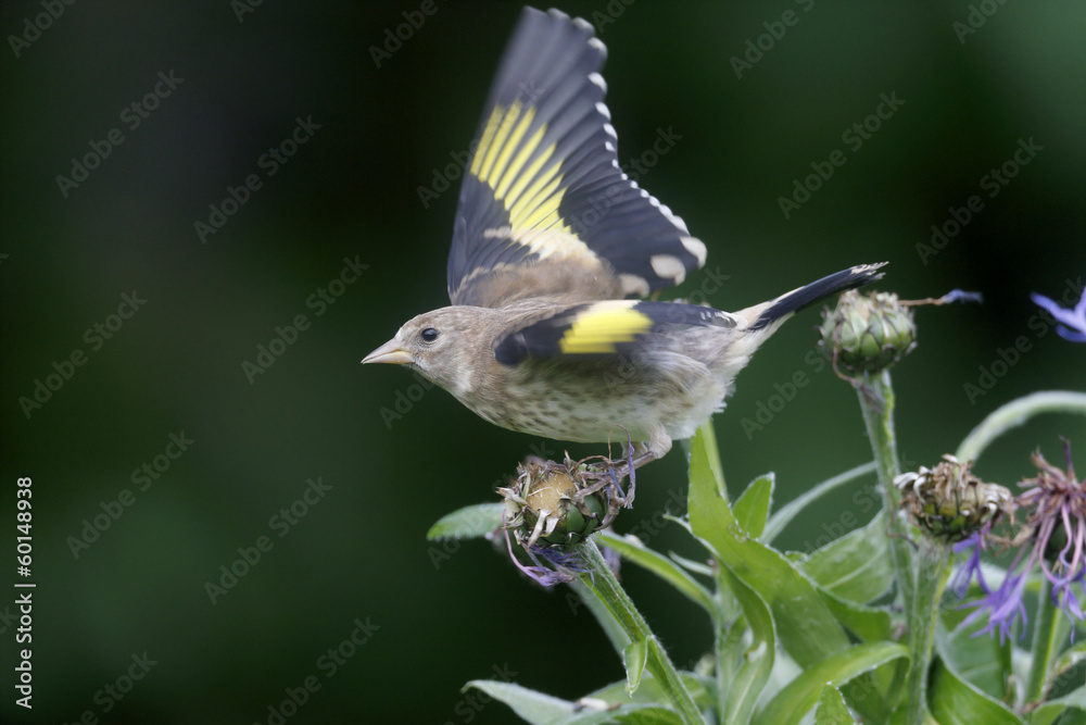 Obraz premium Goldfinch, Carduelis carduelis