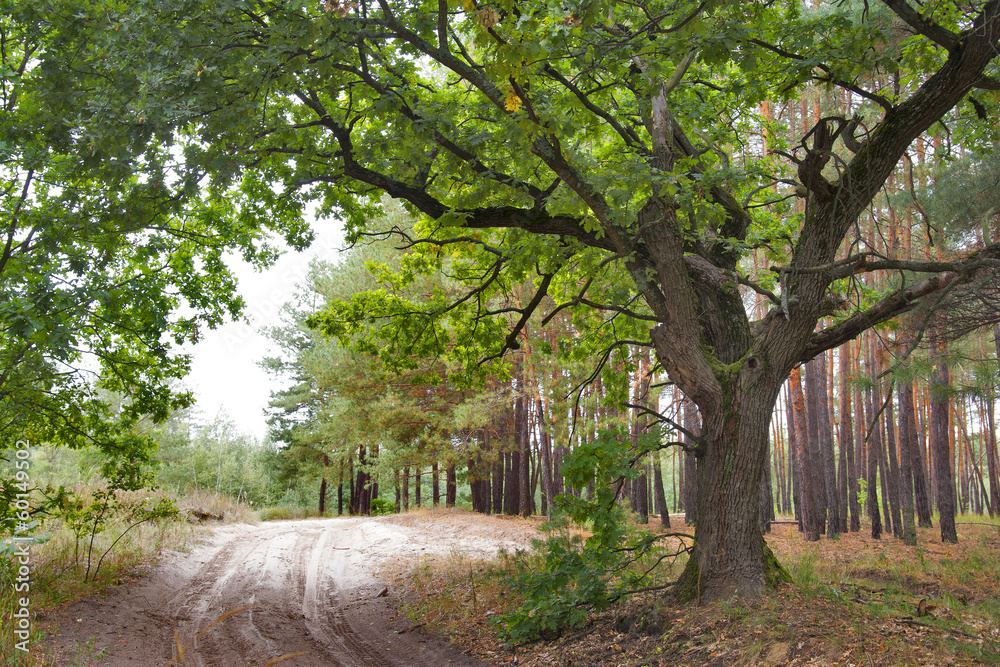 Fototapeta premium Дуб у дороги. Old oak and forest road