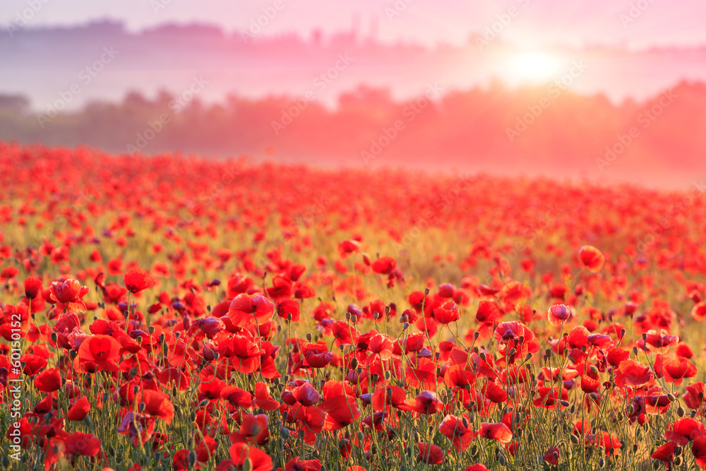 red poppy field in morning mist - obrazy, fototapety, plakaty 
