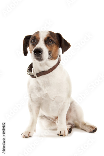 Jack Russell terrier © Nikolai Tsvetkov