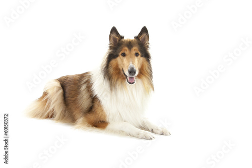 Rough Collie
