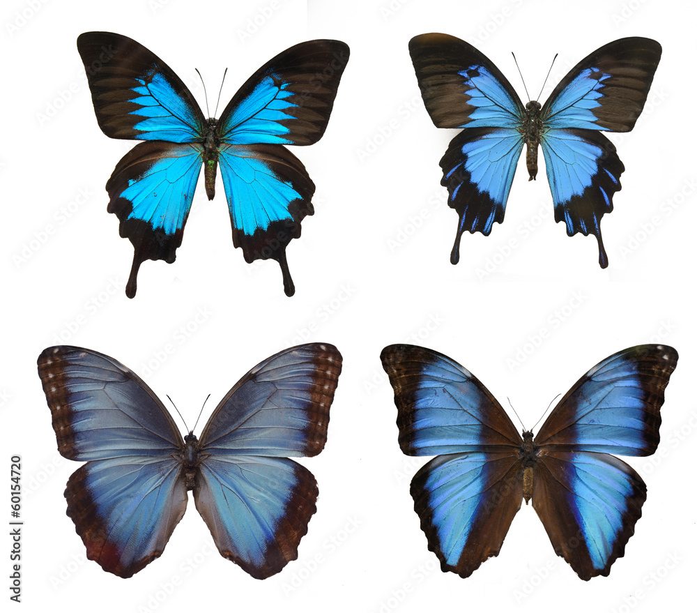 Naklejka premium four blue butterfly