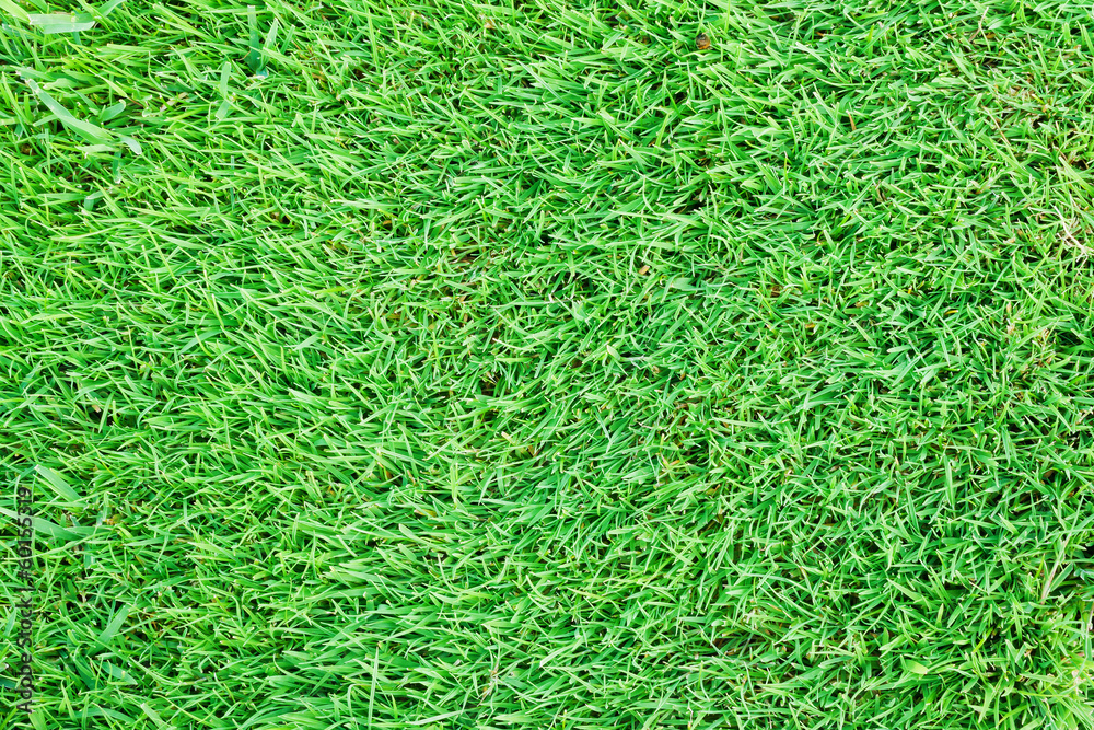 Turf Grass Background Turf Grass Background