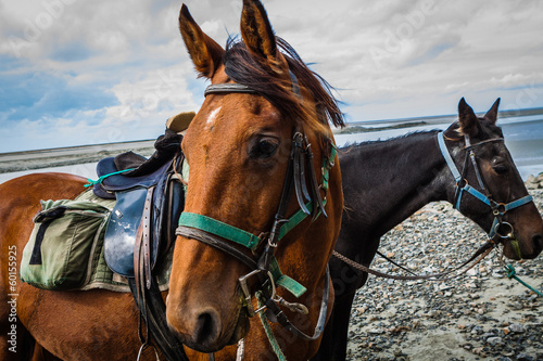 Horse on the beach