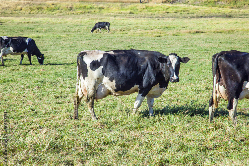 cows graze at the fresh meadow in california on famous highway 1