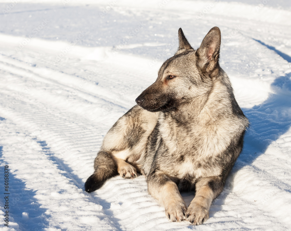 Gray dog lying in the snow Gray dog lying in the snow