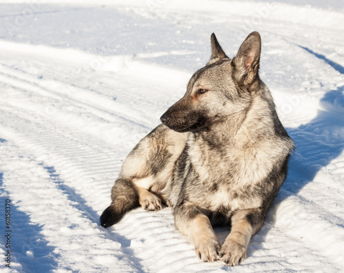 Gray dog ​​lying in the snow © Azat Khayrutdinov