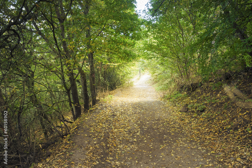 forest trail